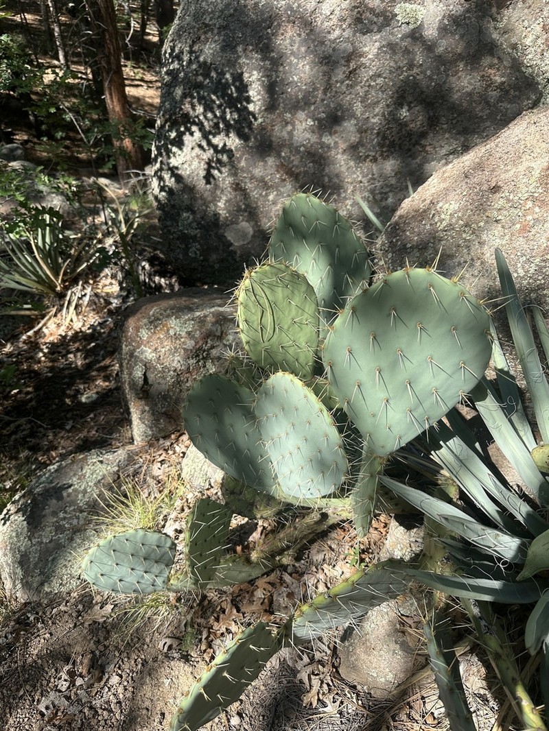 Cactus Apple photo 4