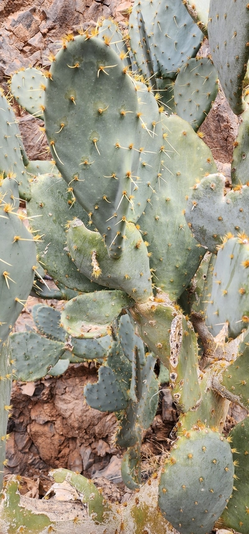 Cactus Apple photo 5