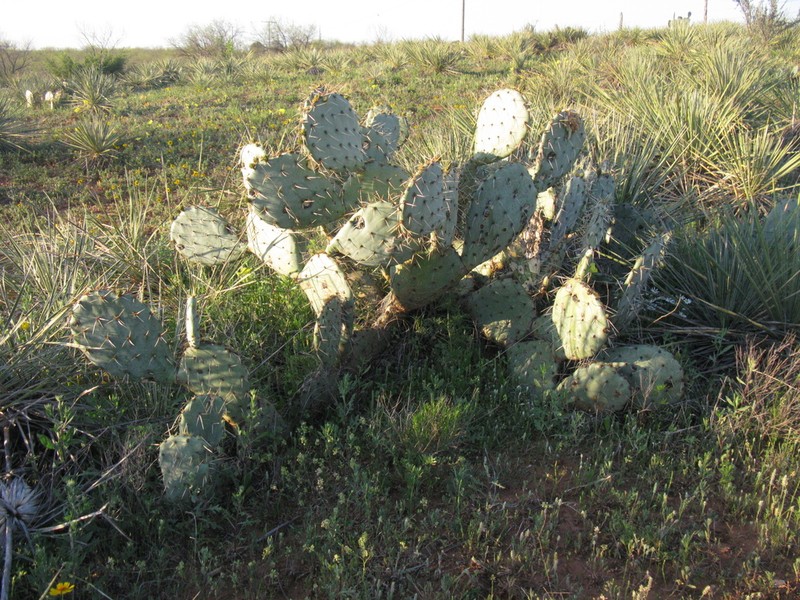 Cactus Apple photo 6