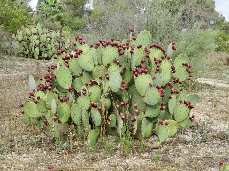 Cactus Apple photo 7
