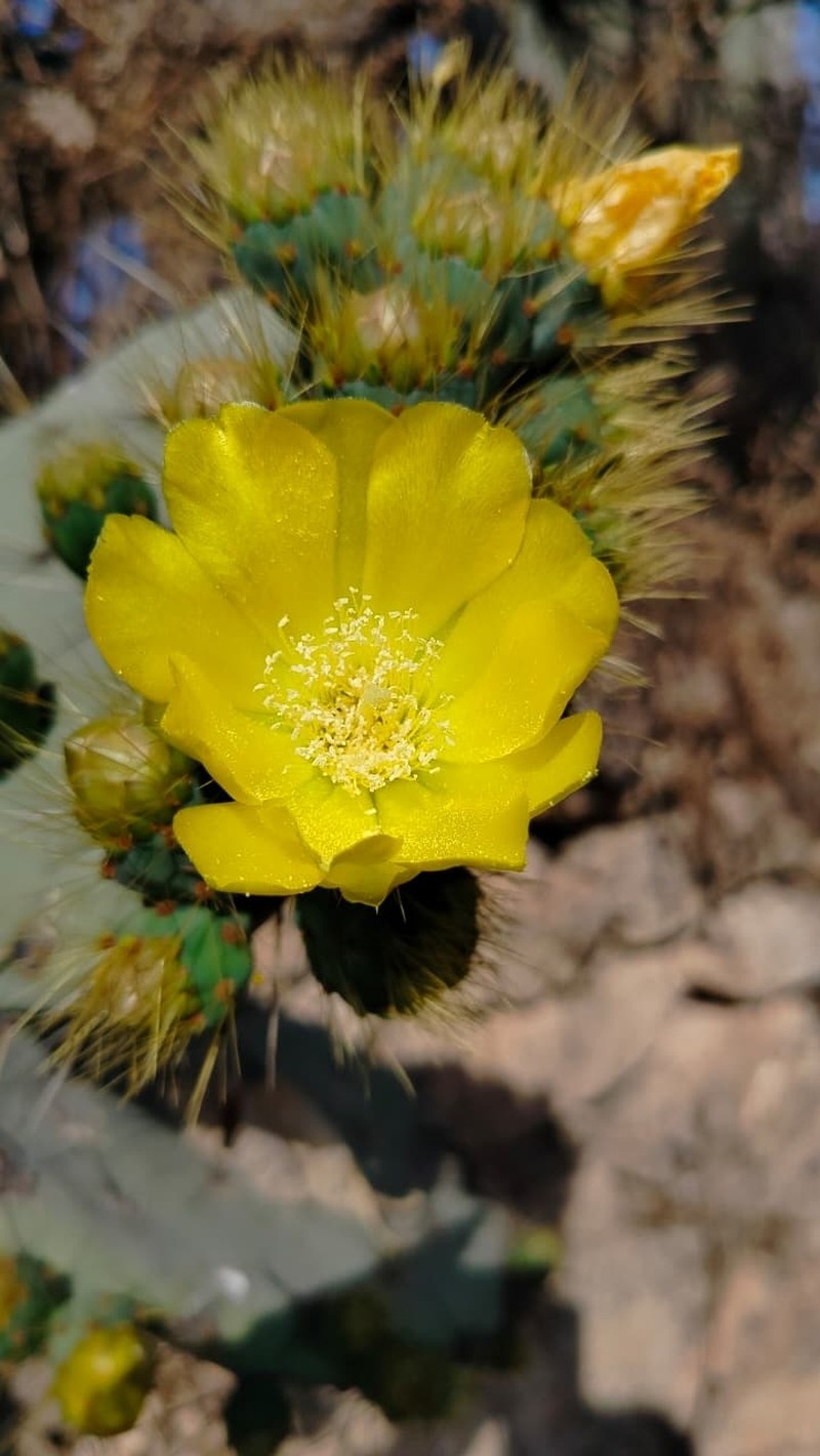 Opuntia cantabrigiensis