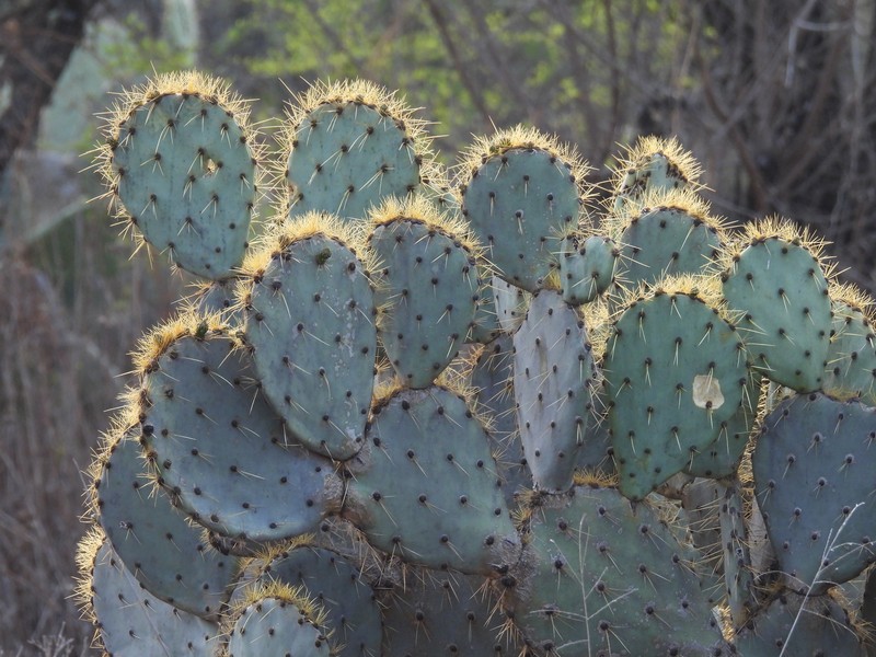 Opuntia cantabrigiensis photo 2