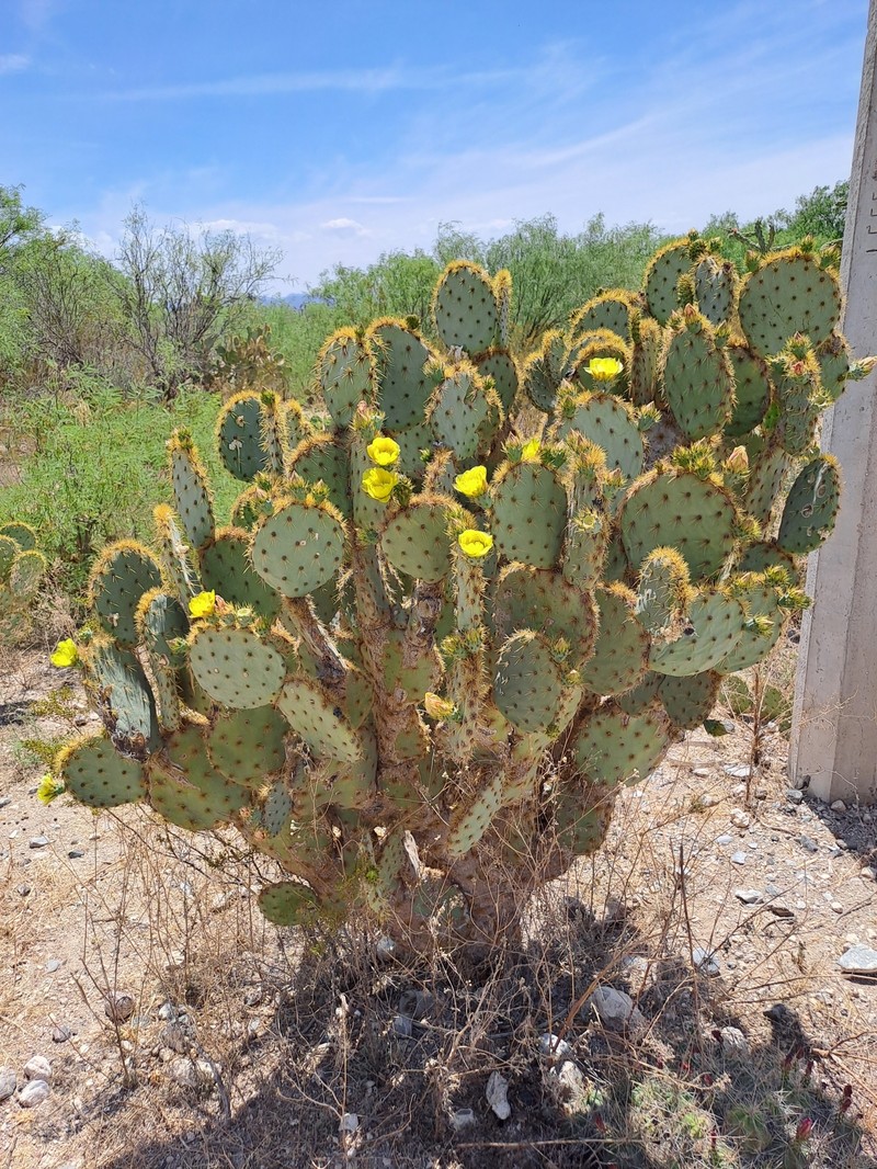 Opuntia cantabrigiensis photo 3