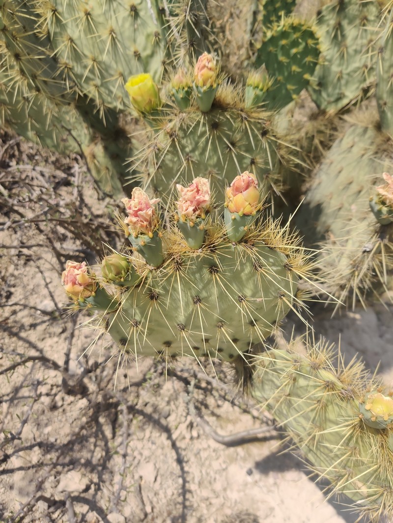 Opuntia cantabrigiensis photo 4