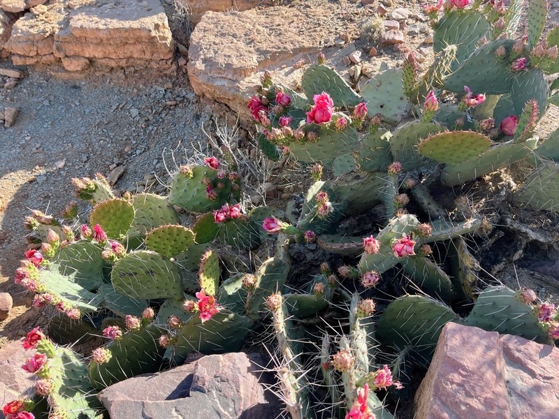 San Antonio Pricklypear