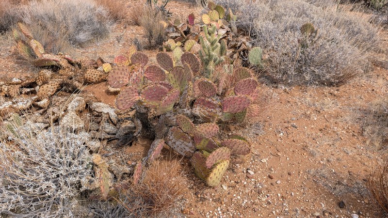 San Antonio Pricklypear photo 2