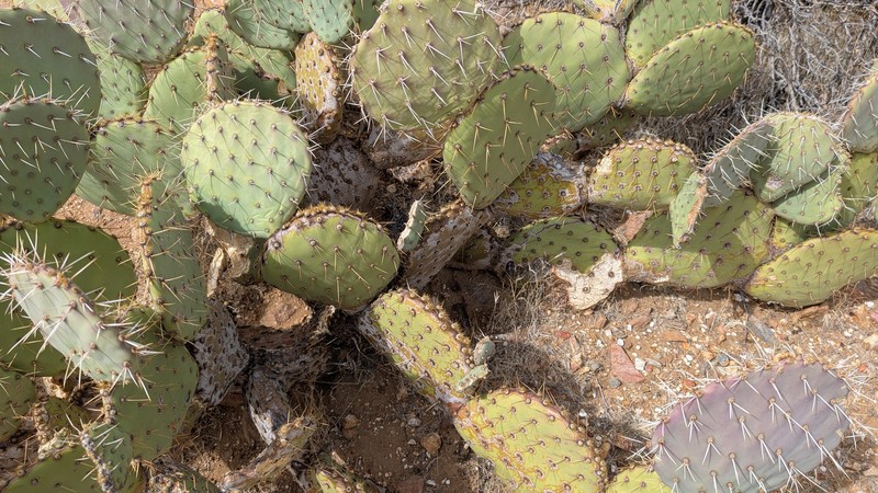 San Antonio Pricklypear photo 3
