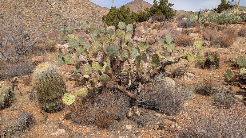 San Antonio Pricklypear photo 4