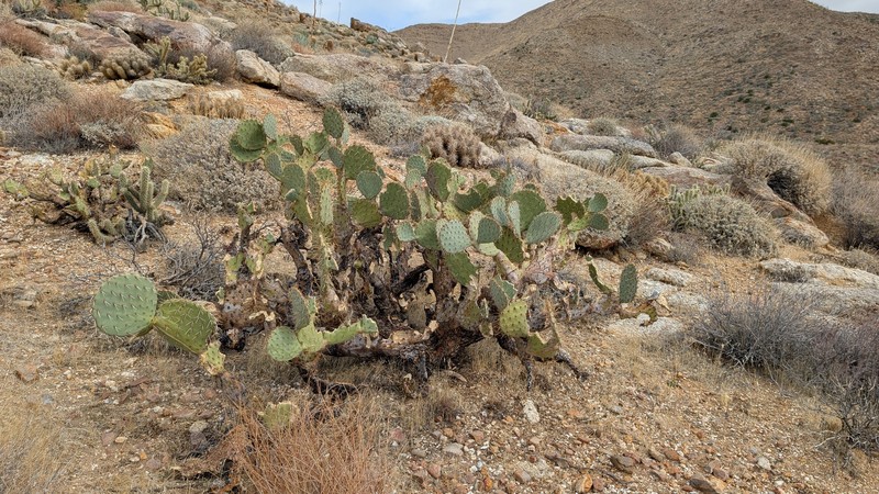San Antonio Pricklypear photo 5