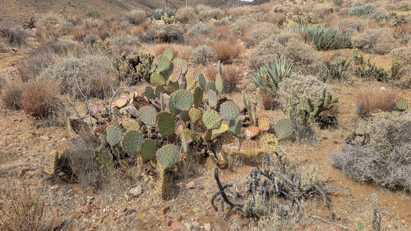 San Antonio Pricklypear photo 6