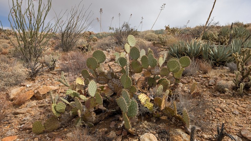 San Antonio Pricklypear photo 7