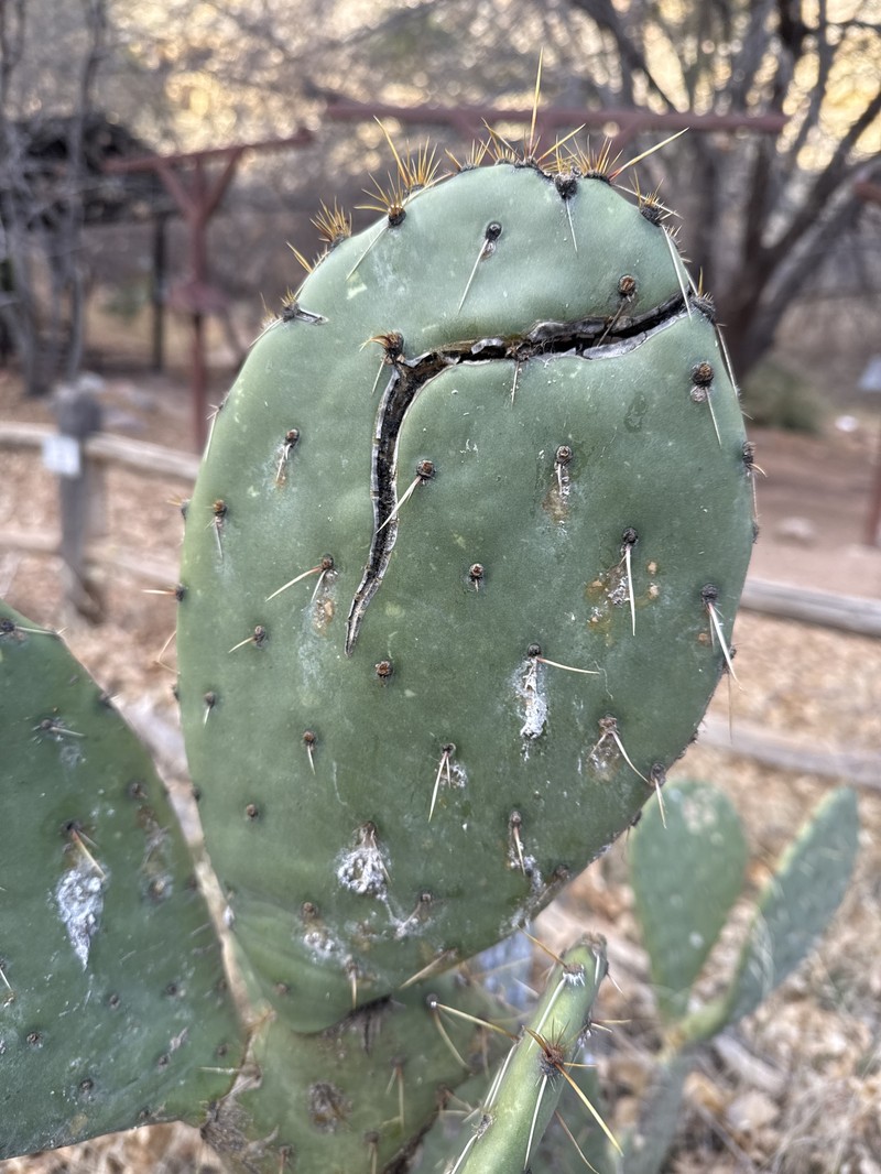 San Antonio Pricklypear photo 8