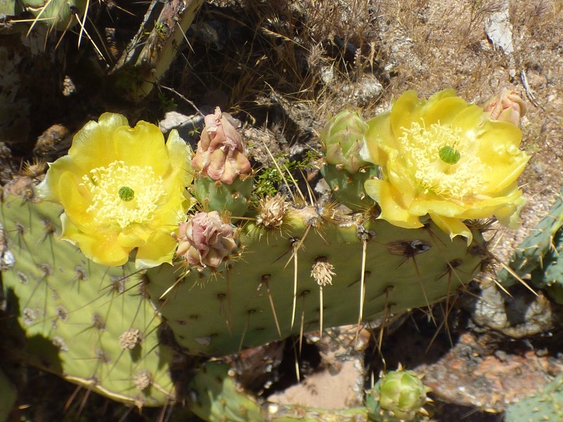 Opuntia engelmannii var. flavispina