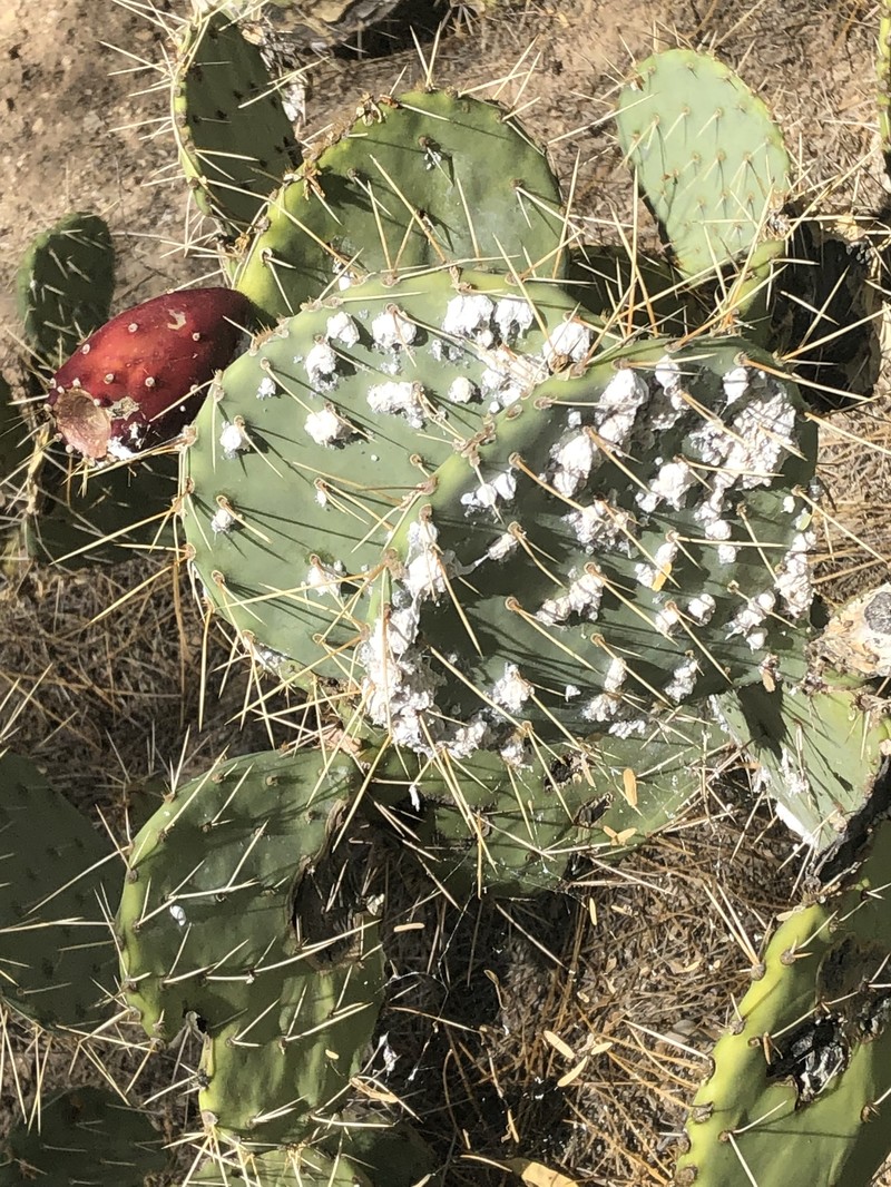Opuntia engelmannii var. flavispina photo 2