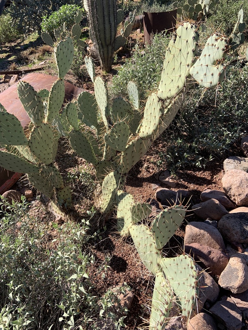 Opuntia engelmannii var. flavispina photo 3