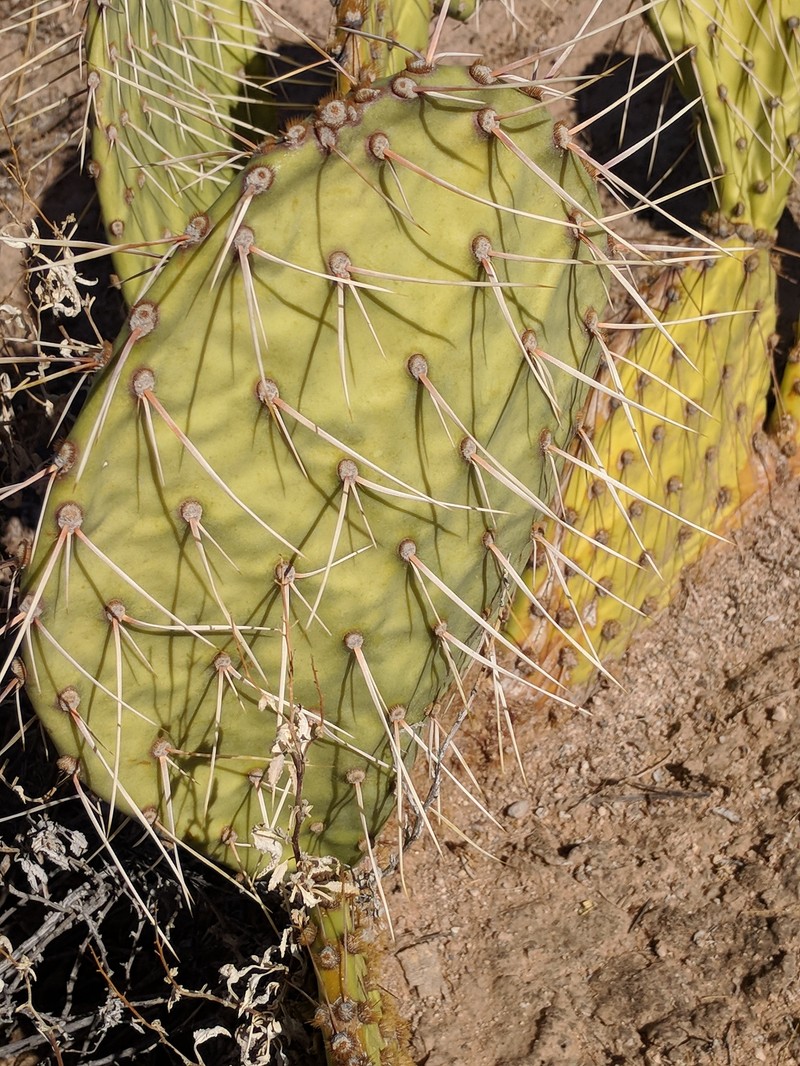 Opuntia engelmannii var. flavispina photo 4