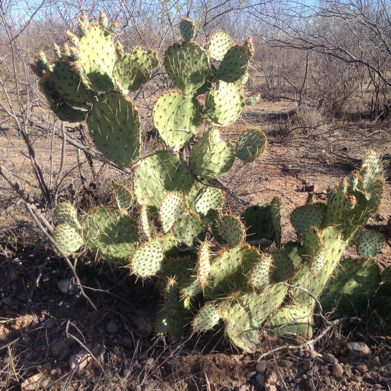 Opuntia engelmannii var. flavispina photo 5