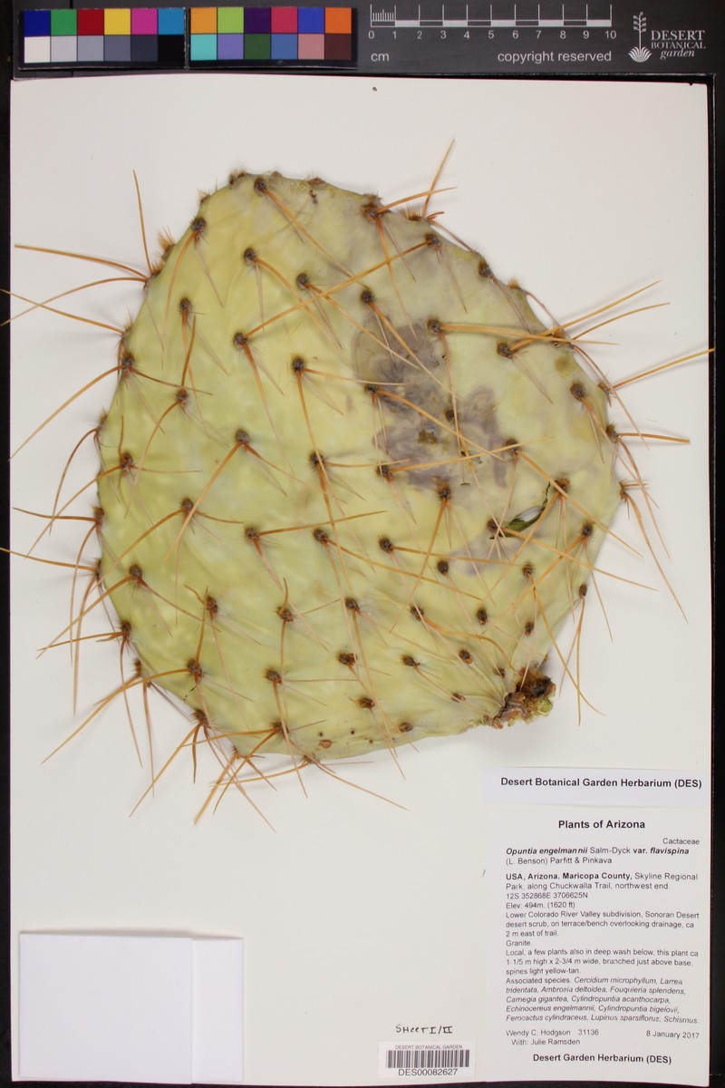Opuntia engelmannii var. flavispina photo 6