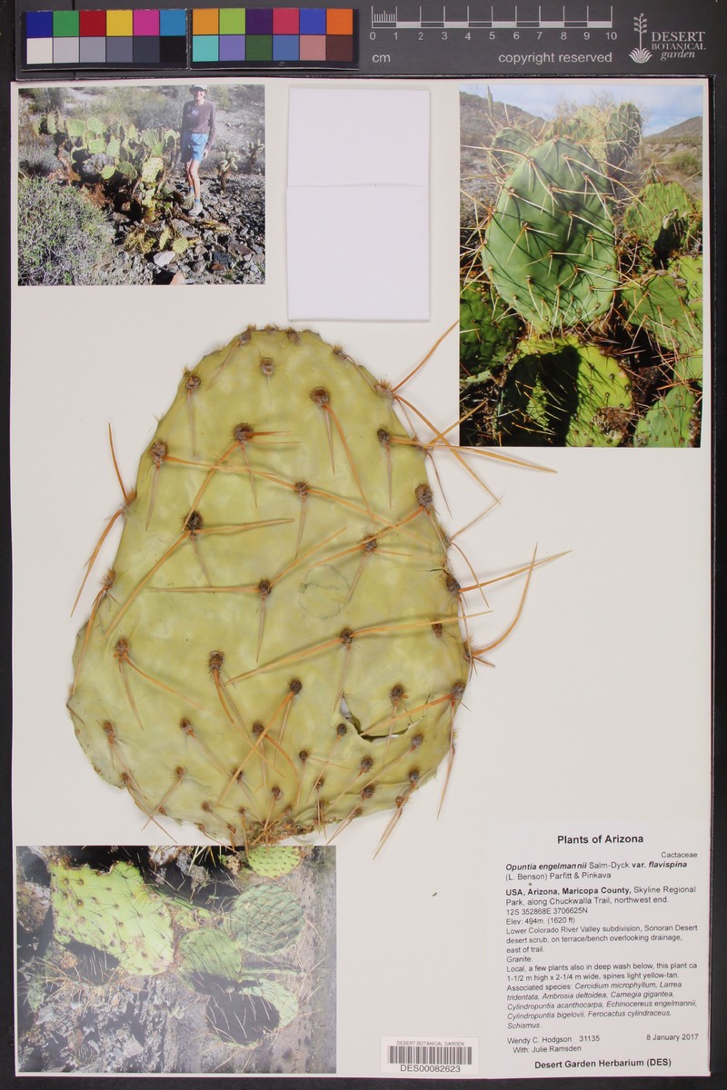 Opuntia engelmannii var. flavispina photo 7