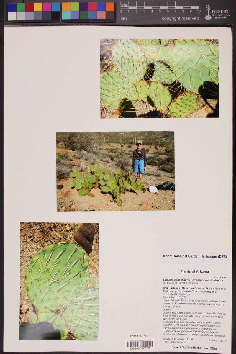 Opuntia engelmannii var. flavispina photo 8