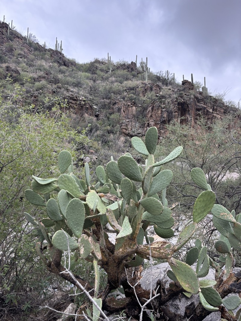 Tulip Pricklypear
