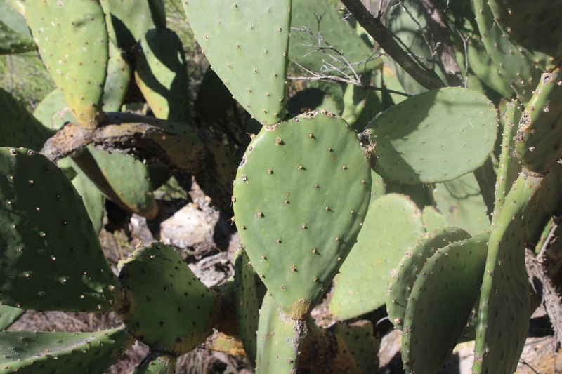 Tulip Pricklypear photo 2