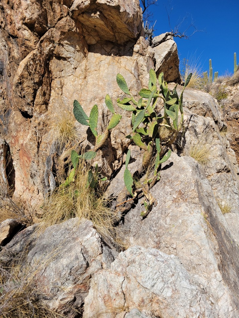 Tulip Pricklypear photo 3