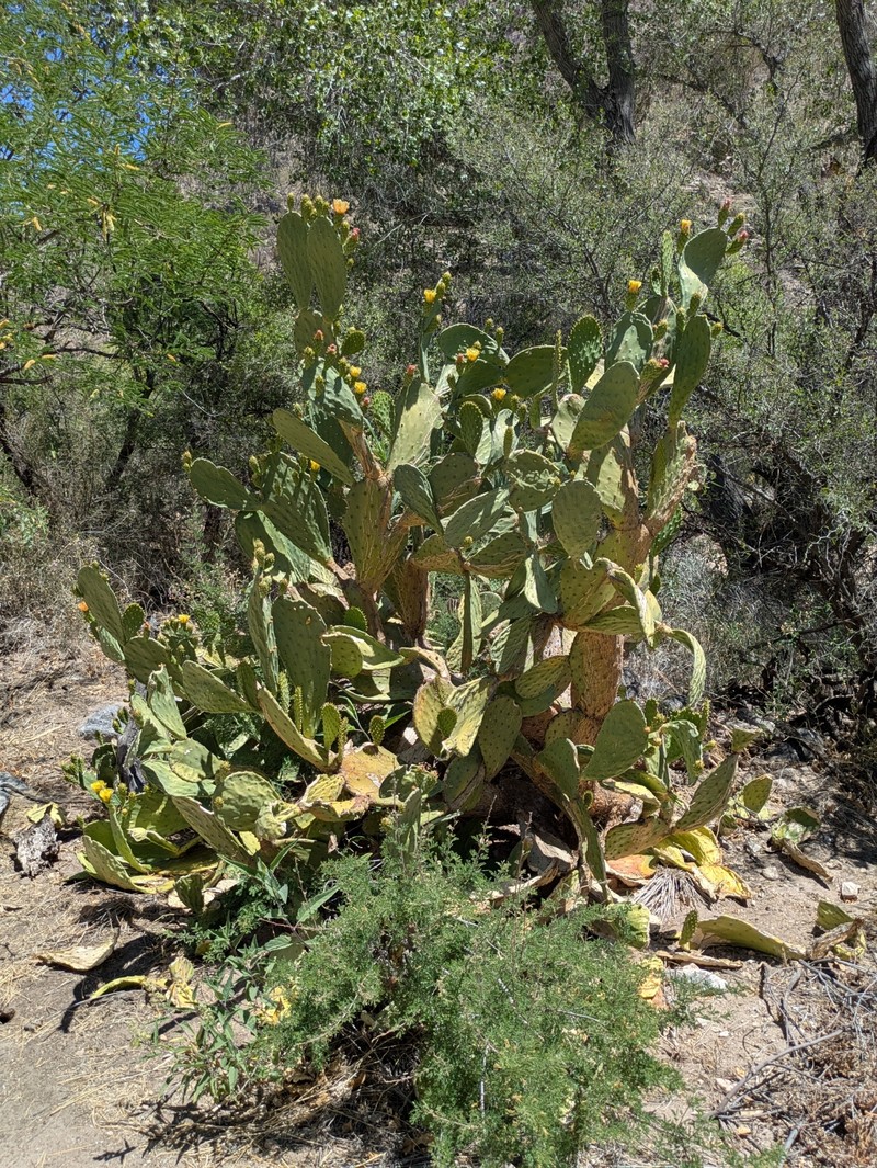 Tulip Pricklypear photo 4