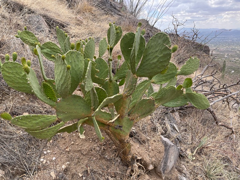 Tulip Pricklypear photo 5