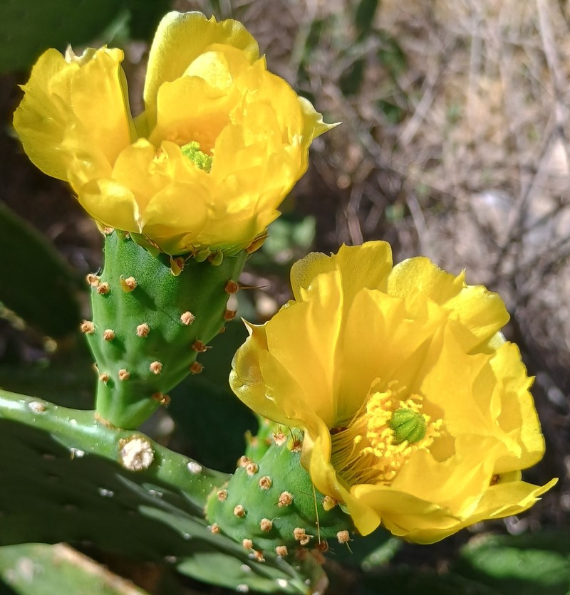 Tulip Pricklypear photo 6