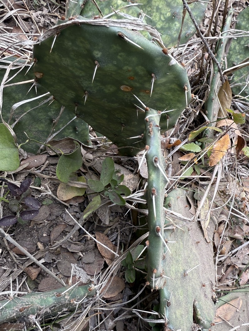 Opuntia engelmannii var. lindheimeri