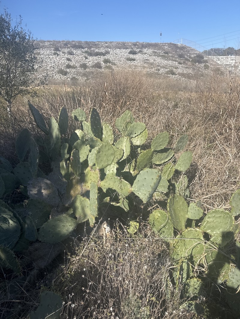 Opuntia engelmannii var. lindheimeri photo 2
