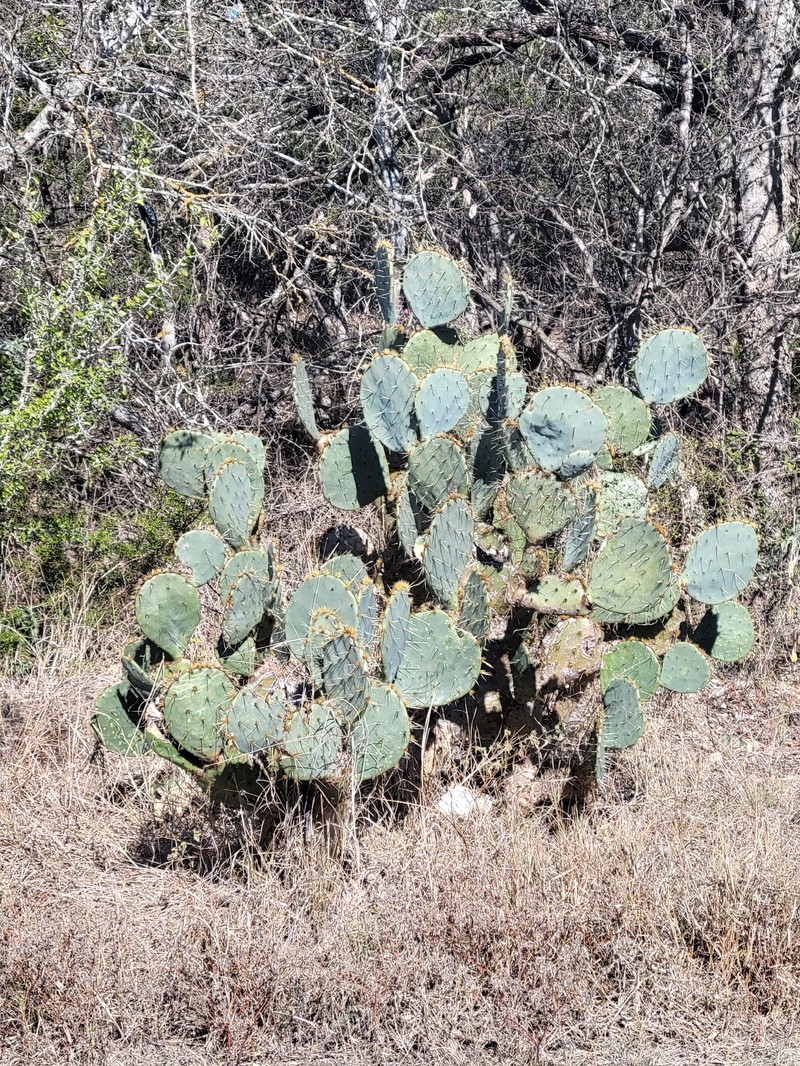 Opuntia engelmannii var. lindheimeri photo 3