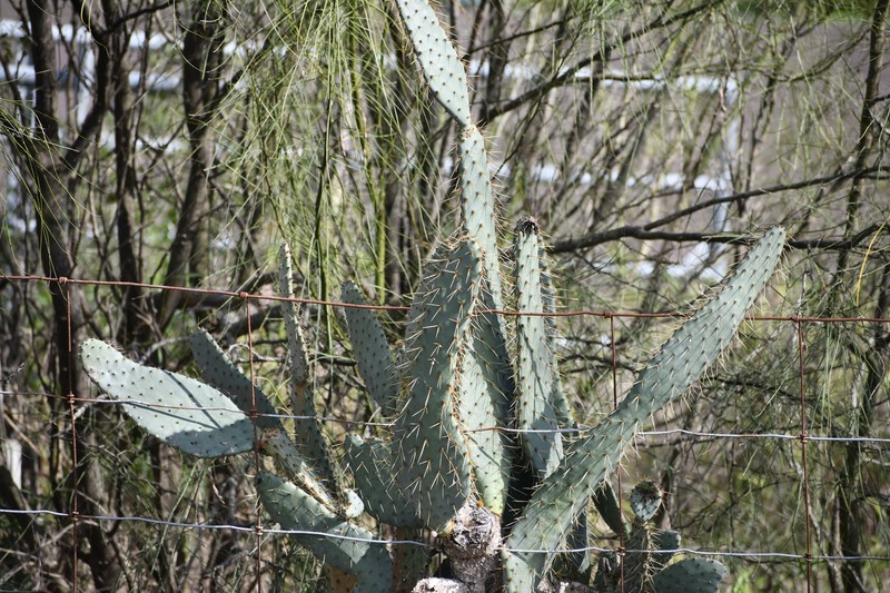 Opuntia engelmannii var. lindheimeri photo 4