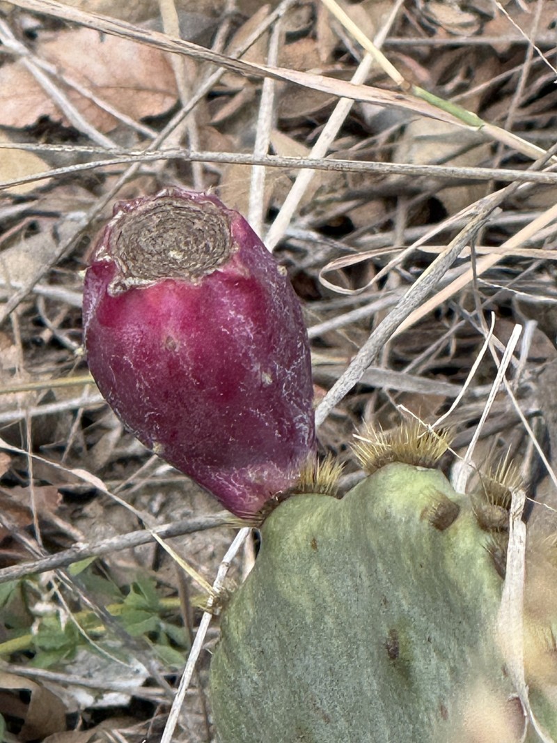 Opuntia engelmannii var. lindheimeri photo 5