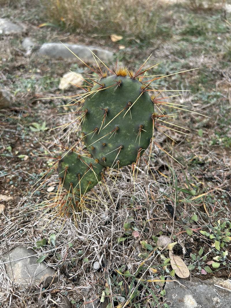 Opuntia engelmannii var. lindheimeri photo 6