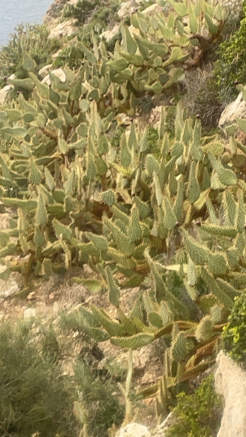 Opuntia engelmannii var. lindheimeri photo 7