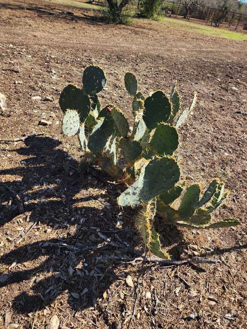 Opuntia engelmannii var. lindheimeri photo 8