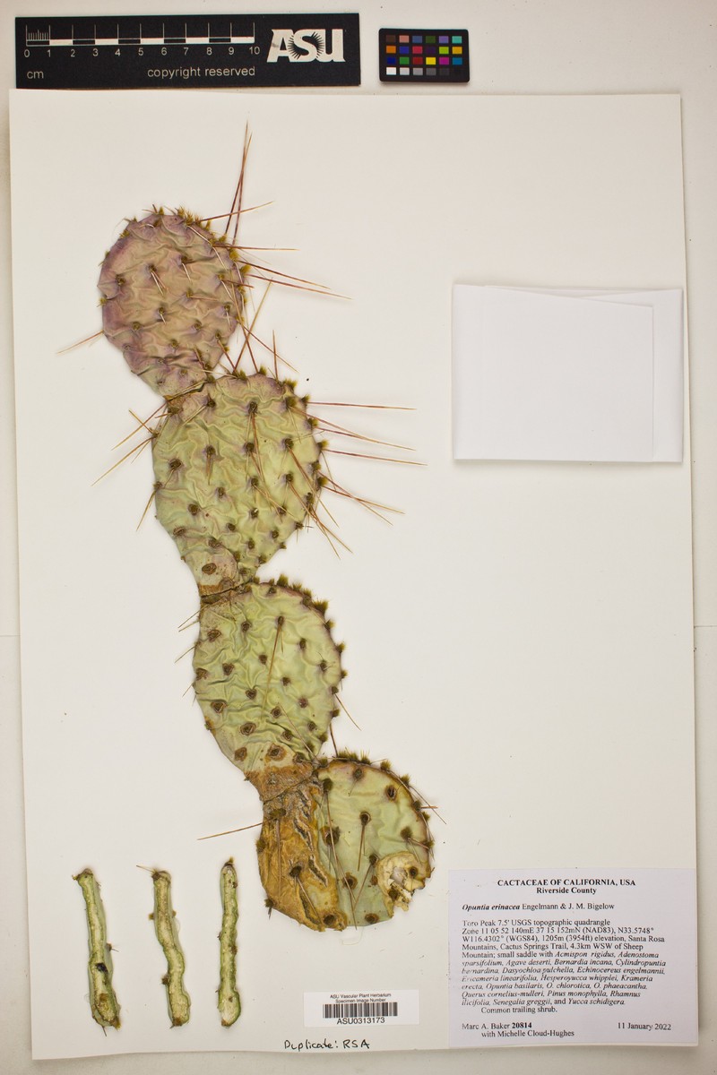 Opuntia erinacea photo 2