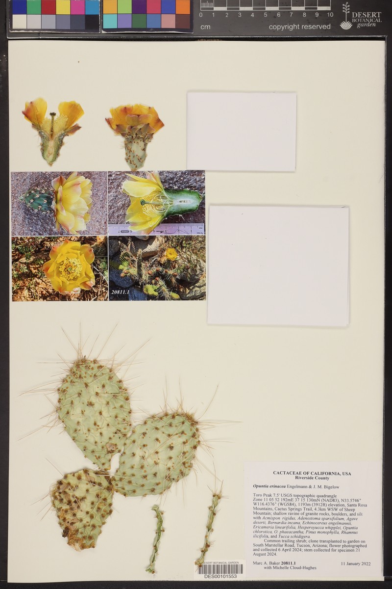 Opuntia erinacea photo 3