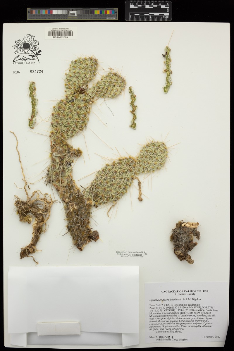 Opuntia erinacea photo 4