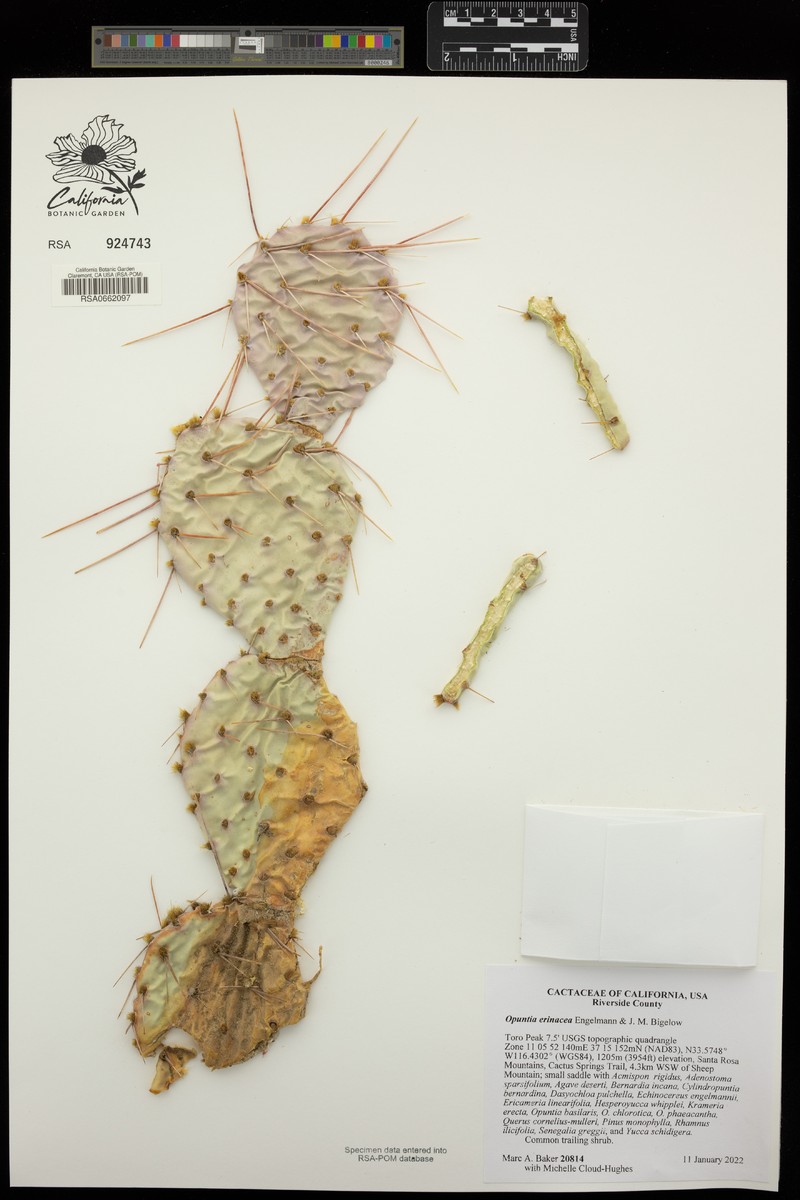 Opuntia erinacea photo 5