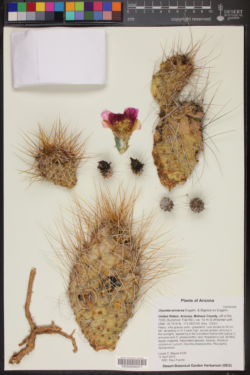 Opuntia erinacea photo 7