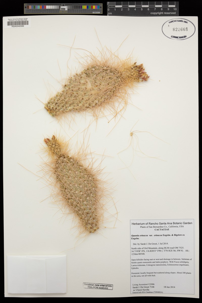 Opuntia erinacea var. erinacea