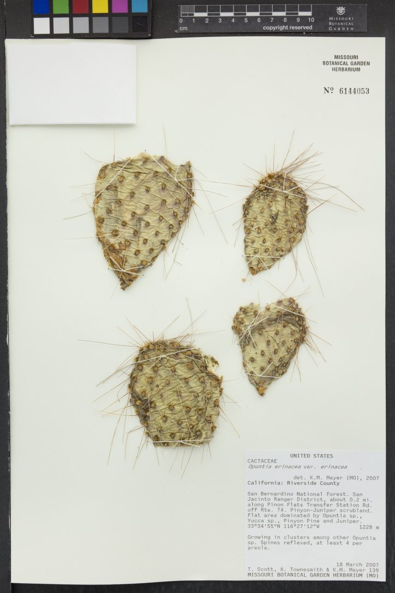 Opuntia erinacea var. erinacea photo 2