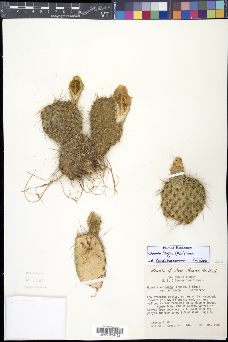Opuntia erinacea var. erinacea photo 3