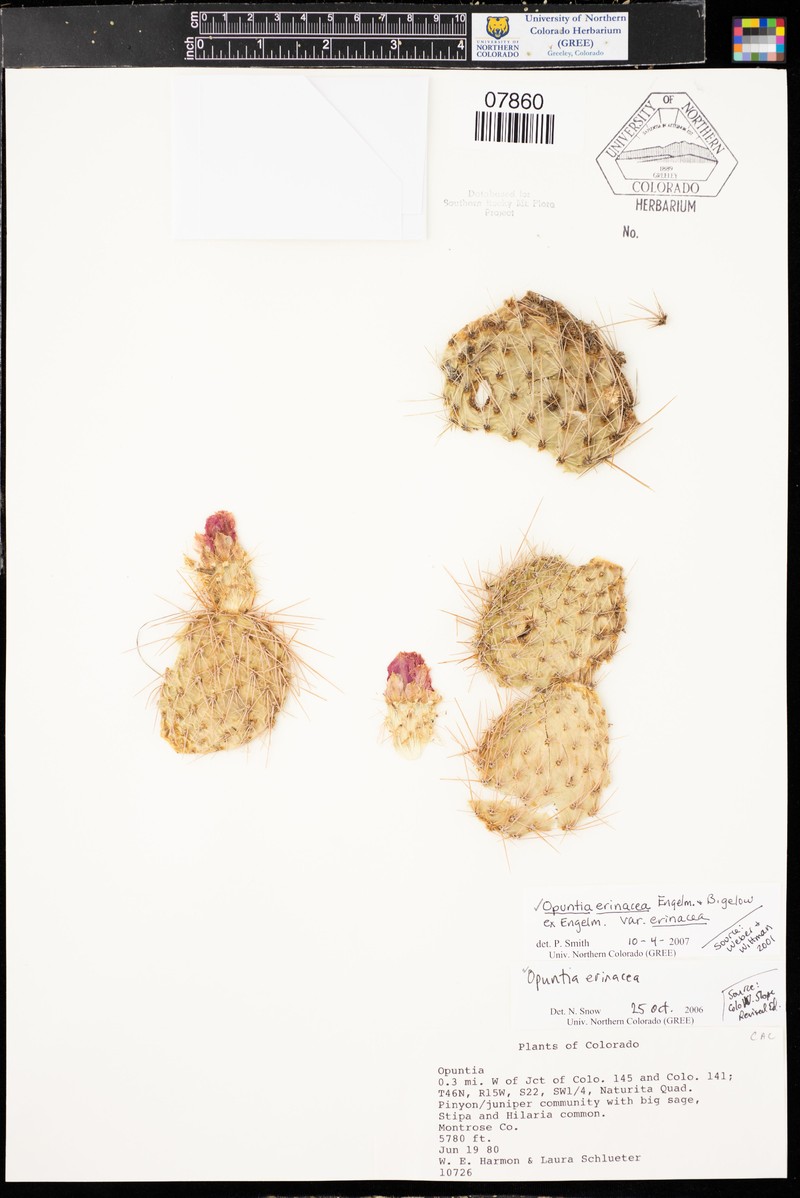 Opuntia erinacea var. erinacea photo 4