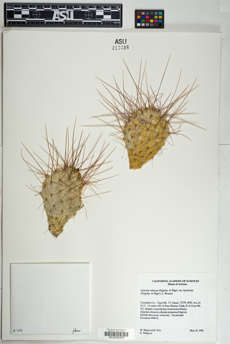 Opuntia erinacea var. hystricina
