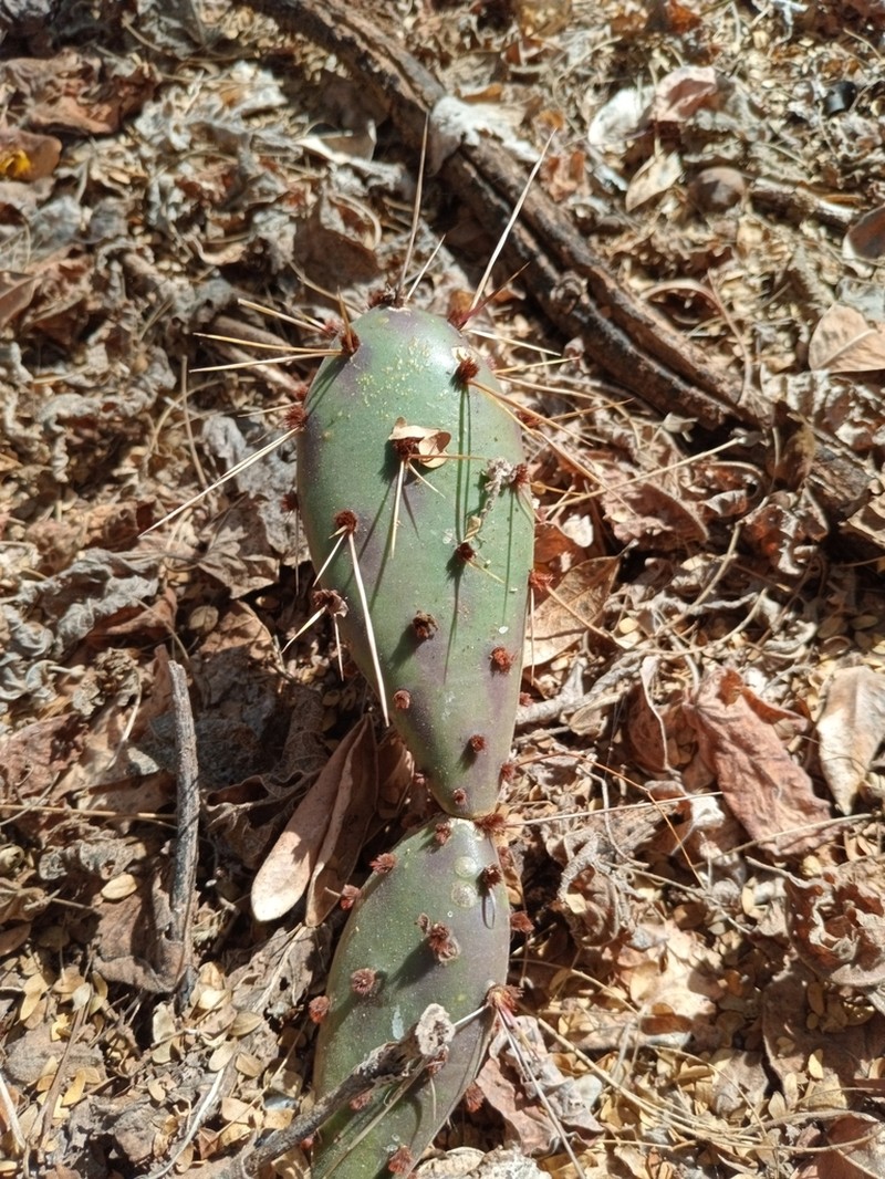 Opuntia eruca