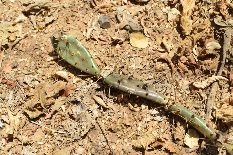 Opuntia eruca photo 3